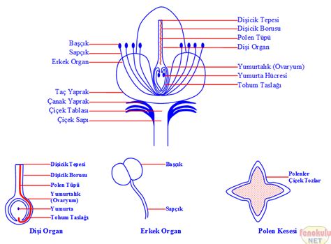 Çiçekte erkek organın diğer adı